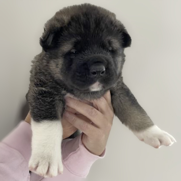 American Akita Female Puppy named Freya