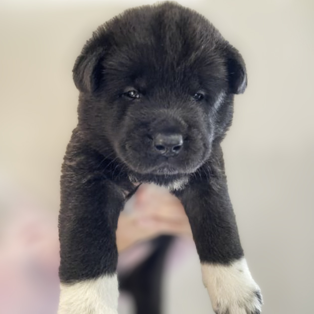 American Akita Female Puppy named Kalla