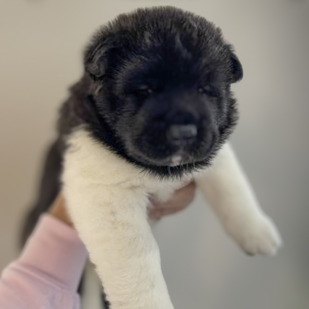 American Akita Male Puppy named Konn