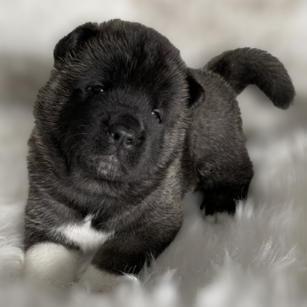 American Akita Male Puppy named Thor